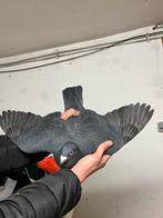 Kleurpostduiven, Dieren en Toebehoren