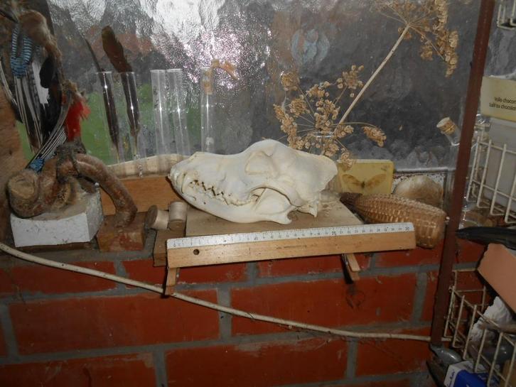 hondenschedel, Verzamelen, Dierenverzamelingen, Zo goed als nieuw, Schedel, Hond of Kat, Ophalen of Verzenden