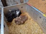 2 langharige cavia beren, Dieren en Toebehoren, Knaagdieren, Cavia