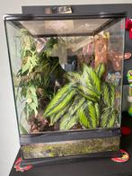 Wimper gekko met terrarium, Dieren en Toebehoren, Ophalen, Gebruikt, Terrarium of Paludarium