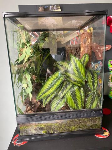 Wimper gekko met terrarium beschikbaar voor biedingen