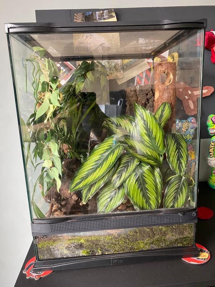 Wimper gekko met terrarium, Dieren en Toebehoren, Reptielen en Amfibieën | Toebehoren, Gebruikt, Terrarium of Paludarium, Ophalen
