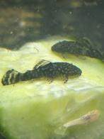 Jonge borstelneuzen( Ancistrus), Vis, Zoetwatervis