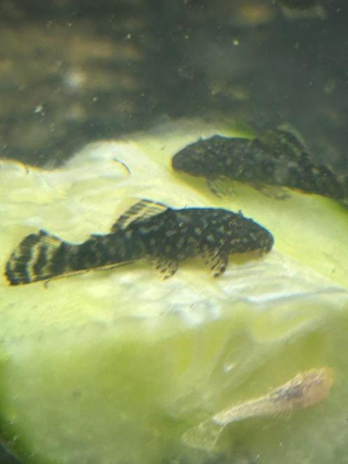 Jonge borstelneuzen( Ancistrus), Dieren en Toebehoren, Vissen | Aquariumvissen, Zoetwatervis, Vis