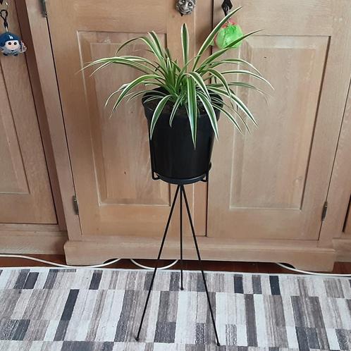 Mooie middelgrote kamerplant Chlorophitum Comosum/ Graslelie, Huis en Inrichting, Kamerplanten, In pot, Ophalen of Verzenden