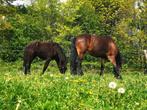 GEZOCHT weidemaatje, Dieren en Toebehoren, Pony's