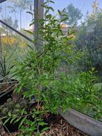 Punicum granatum Wonderful     granaatappel boom, Jardin & Terrasse, Plantes | Arbres fruitiers, En pot, Printemps, Autres espèces