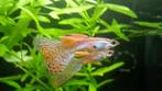 Blue orange  male guppy, Dieren en Toebehoren, Vis, Zoetwatervis