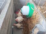 Hanen, Dieren en Toebehoren, Pluimvee