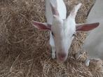 Jonge bok, Dieren en Toebehoren, Schapen, Geiten en Varkens