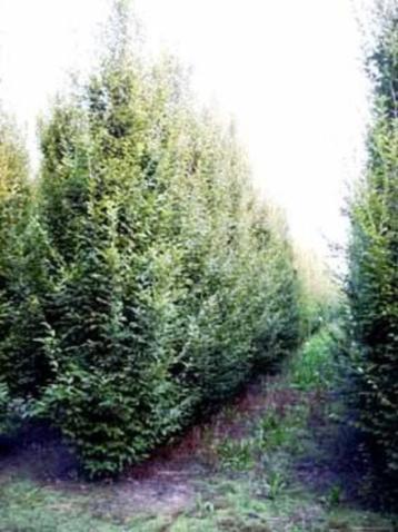 CARPINUS BETULUS CHARME COMMUN EXTRA 250/350 CM POT 17,50 S disponible aux enchères