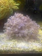 Pompende Xenia Umbelata, Dieren en Toebehoren, Ophalen, Overige typen