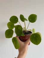 Pilea peperomioides, Ophalen