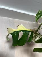 Rhapidophora Tetrasperma Albo Variegata, Maison & Meubles, Plantes d'intérieur, Enlèvement ou Envoi