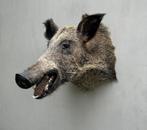 Mooie grote kop van wild everzwijn - taxidermie, Ophalen of Verzenden, Gebruikt, Wild dier, Gewei of Kop