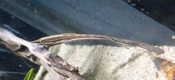 Farlowella accus beschikbaar voor biedingen