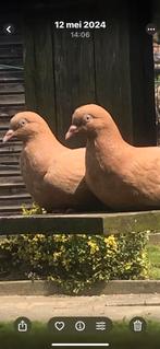 Belgische tuimelaars