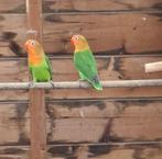 Jonge fischeri's, Dieren en Toebehoren, Vogels | Parkieten en Papegaaien, Geslacht onbekend, Dwergpapegaai of Agapornis, Tam