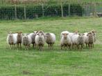 houtlander schapen, Dieren en Toebehoren, Schapen, Geiten en Varkens, Meerdere dieren, Schaap, 0 tot 2 jaar