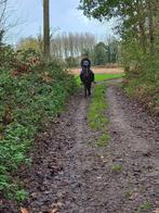 D pony te koop, Dieren en Toebehoren, Merrie, B, Gechipt, 11 jaar of ouder