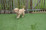 Prachtige Goldendoodle pups (golden retriever x poedel), CDV (hondenziekte), Meerdere, Golden retriever, 8 tot 15 weken