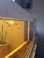 guppys, Dieren en Toebehoren, Vissen | Aquariumvissen, Vis, Zoetwatervis