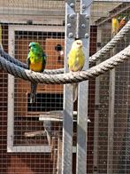 Roodruggen, Roodrugparkieten, Roodrugparkiet, Meerdere dieren, Parkiet