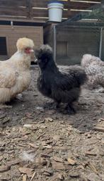 Zijdehoen hennen en haan, Meerdere dieren, Kip