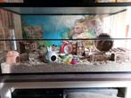 Muizen terrarium 100x40x50 met schuifruiten zonder plateaus, Dieren en Toebehoren, Minder dan 60 cm, Ophalen of Verzenden, Muis