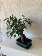 A vendre bonsaï ficus plus de 15 ans, Bloeit niet, Halfschaduw, Overige soorten, Minder dan 100 cm