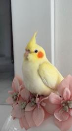 Valkparkiet zeer goede handtamme, Animaux & Accessoires, Oiseaux | Perruches & Perroquets