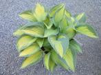 hosta, Ophalen