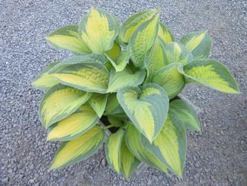 hosta, Enlèvement