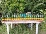Oude bierflessen geuze brouwerij Belle Vue Anderlecht, Verzamelen, Ophalen of Verzenden