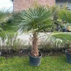 ‼️palmbomen trachycarpus fortunei aan promoprijzen‼️, Tuin en Terras, Ophalen