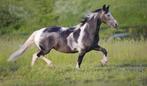 Super braaf wandelpaard gezocht, Dieren en Toebehoren, Paarden, 160 tot 165 cm, Gechipt