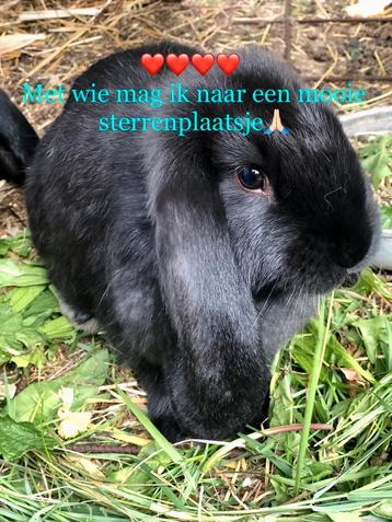Mooie lijn franse hangoren, nog 1 mooi zwartje🙏🏻🙏🏻💝 beschikbaar voor biedingen