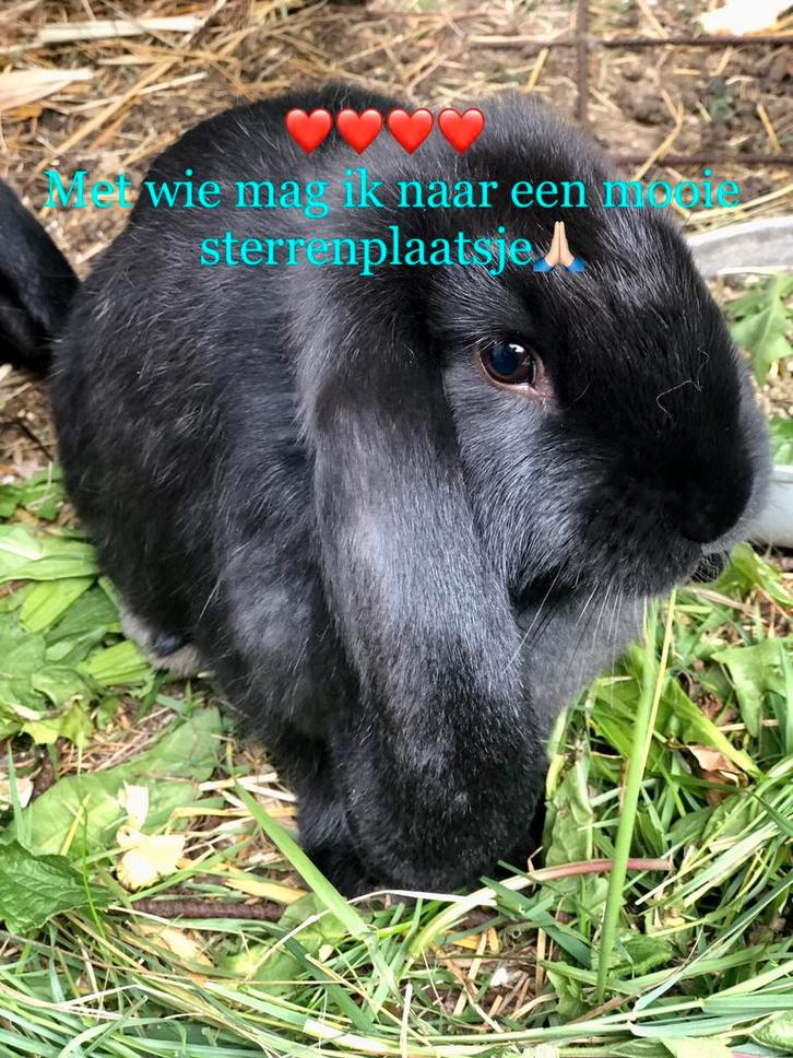 Mooie lijn franse hangoren, nog 1 mooi zwartje🙏🏻🙏🏻💝, Dieren en Toebehoren, Konijnen, Middelgroot, 0 tot 2 jaar