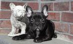 Schitterend zwart brindle reutje 11 weekjes, Dieren en Toebehoren, Honden | Bulldogs, Pinschers en Molossers, CDV (hondenziekte)