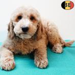Cockapoo (mâle) couleur abricot chiot à vendre, 15 semaines à 1 an, Commerçant, Chien (mâle), Autres races