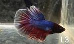 Betta mannen, Dieren en Toebehoren, Vissen | Aquariumvissen, Vis, Zoetwatervis