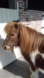 shetlandponny, Dieren en Toebehoren, Pony's, Ruin, A pony (tot 1.17m), Gechipt, 11 jaar of ouder