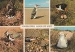 VOGELLEVEN  LANGS  DE  KUST, Verzamelen, Postkaarten | Dieren, Gelopen, 1960 tot 1980, Vogel, Verzenden