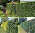 Entretien de jardin‍      ️0467 74 24 65, Ophalen of Verzenden