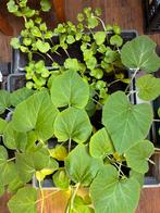 Plants de butternuts, courgettes et choux fleur, Tuin en Terras, Planten | Tuinplanten, Ophalen, Volle zon, Groenteplanten, Tweejarig