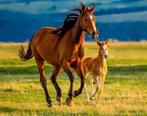 Verzorgpaard/pony gezocht!, Dieren en Toebehoren, Paarden