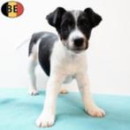 Prachtige Engelse Fox-puppy’s te koop, Dieren en Toebehoren, Honden | Jack Russells en Terriërs, België, CDV (hondenziekte), 8 tot 15 weken