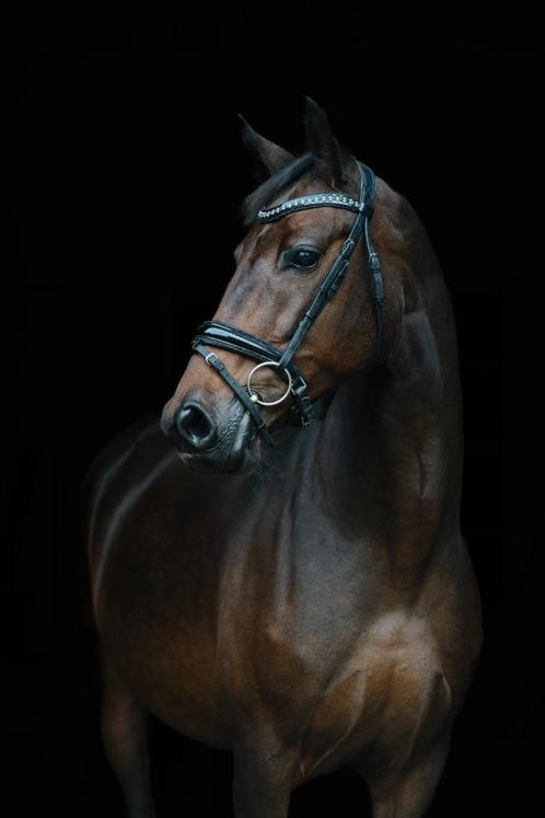 Elegante Fokmerrie met Dressuurtalent Drachtig van Red Viper, Animaux & Accessoires, Chevaux, Jument, M, 7 à 10 ans, Cheval de dressage