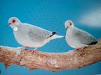 diamand duifjes, Animaux & Accessoires, Oiseaux | Pigeons, Plusieurs animaux, Autres espèces