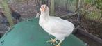 Araucana hennen, Dieren en Toebehoren, Vrouwelijk, Kip